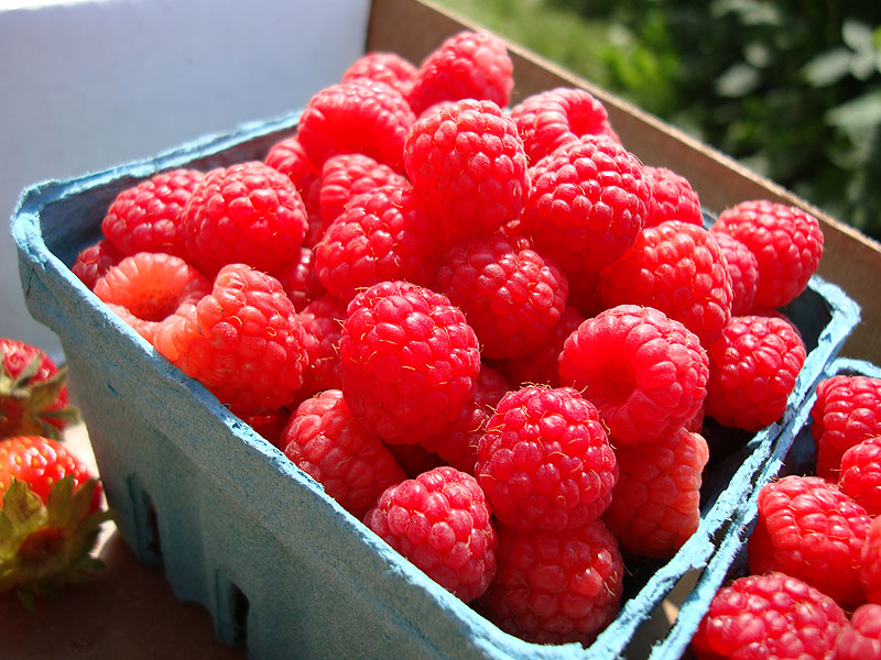 U Pick Raspberries Schutt's Apple Mill
